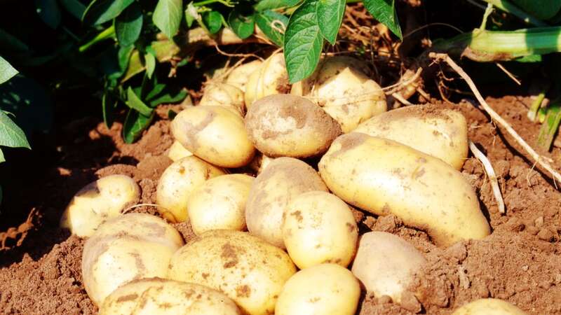 One of the UK’s leading potato suppliers is looking to develop alternative varieties to the “customer favourite” Maris Piper