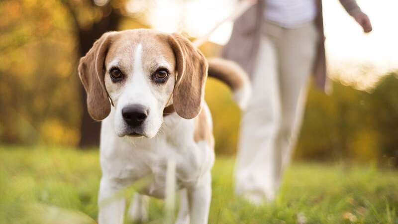 Owners have been warned to check for Alabama Rot in their dogs (Image: Getty Images/iStockphoto)