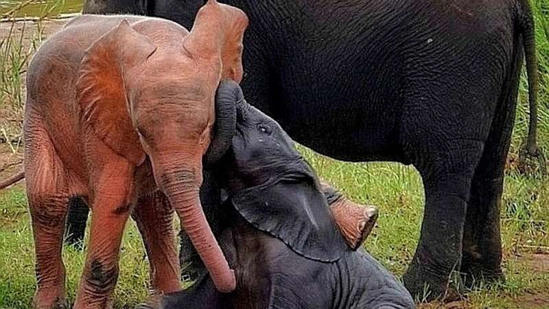 The little elephant bull enjoying swim session with family in South Africa