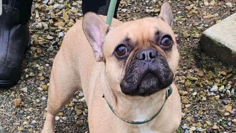 A beloved French bulldog who was stolen during a family shopping trip nearly three years ago has been found (Image: Jam Press)