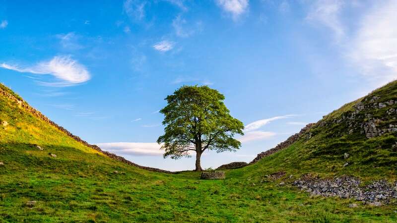 Young seeds and sticks from the famous tree were rescued by the National Trust (Image: Getty Images)