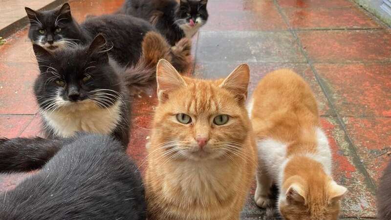 There may be more than 20 cats (Image: No credit)