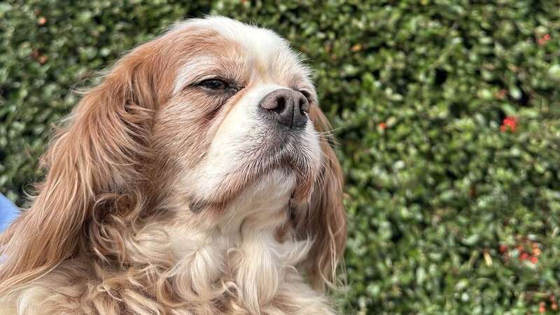 Boozer-loving Bertie constantly sneaks off to the local pub (Image: Kennedy News and Media)