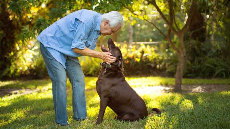 Owners have been heaping praise on the Forthglade treats and say their dogs go wild for the salmon soft bites (Image: Getty Images)