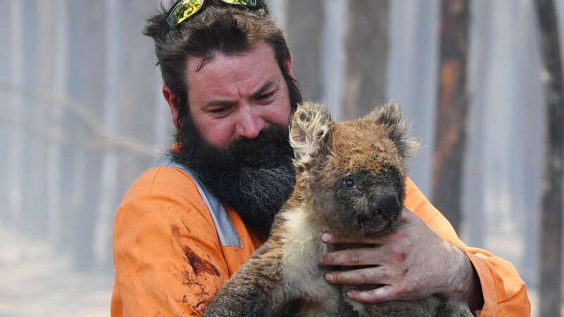 Adelaide wildlife rescuer Simon Adamczyk holds a koala he rescued at a burning forest near Cape Borda on Kangaroo Island (Image: DAVID MARIUZ/EPA-EFE/REX)