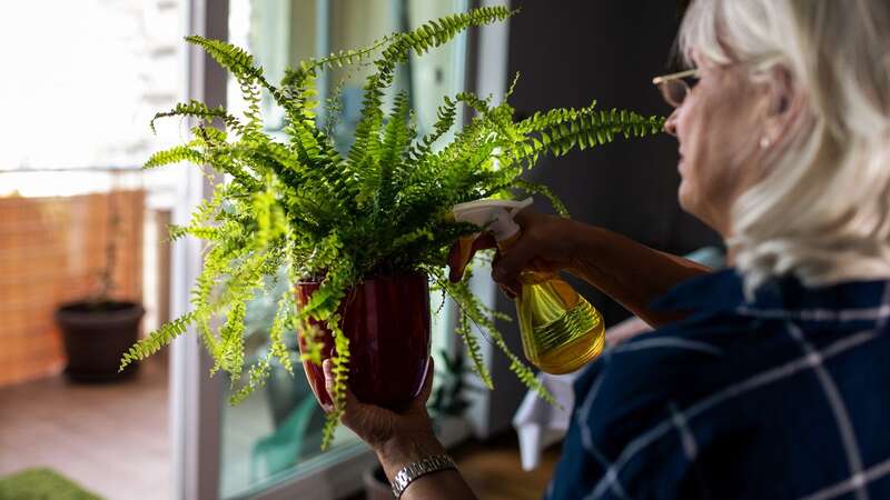 There are many plants you can pop in shady areas (Stock Image) (Image: Getty Images)