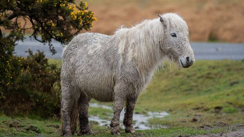 Figures show 20 years ago there were 7,000 ponies on Dartmoor - today there are only 1,000 (Image: SWNS)