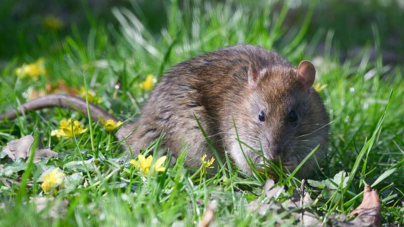 Rats have been seen in daylight hours and are getting brazen (Image: Getty Images)