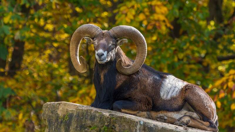 The rancher used tissue from wild sheep in Kyrgyzstan (Image: Getty Images)