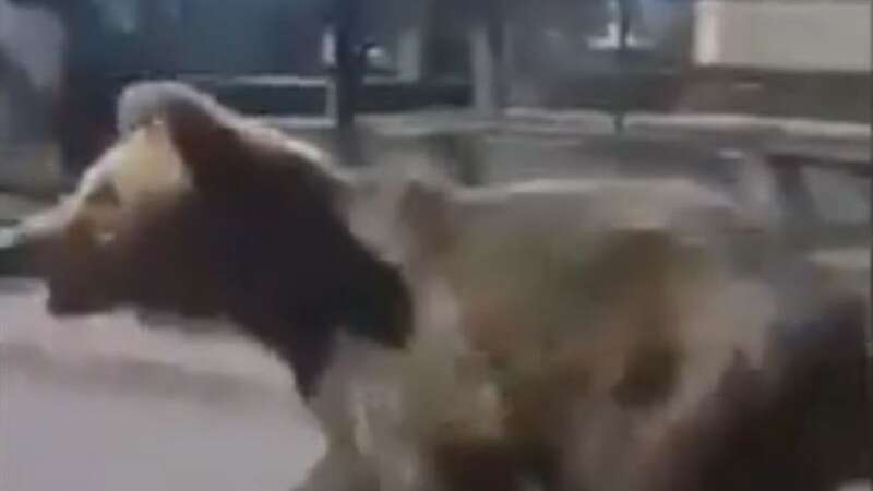 Terrifying moment wild bear runs through streets and attacks five people