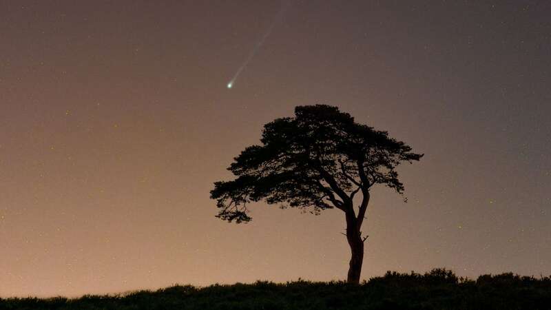 Comet 12P/Pons–Brooks visible above the tree (Image: Josh Dury / SWNS)