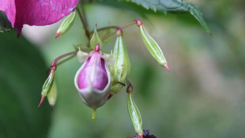 The Himalayan balsam, a pretty pink plant from the Himalayas, is now found all over Britain (Image: Japanese Knotweed Ltd)