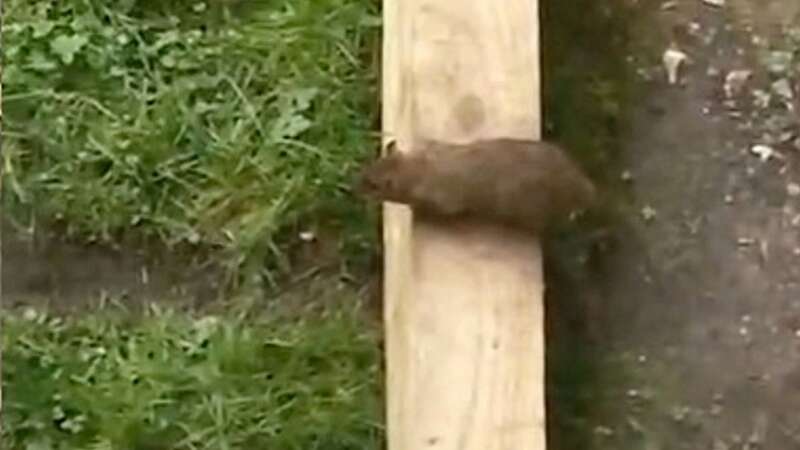 A rat is pictured on the estate in Southampton (Image: Mark Crosby/Solent News & Photo)