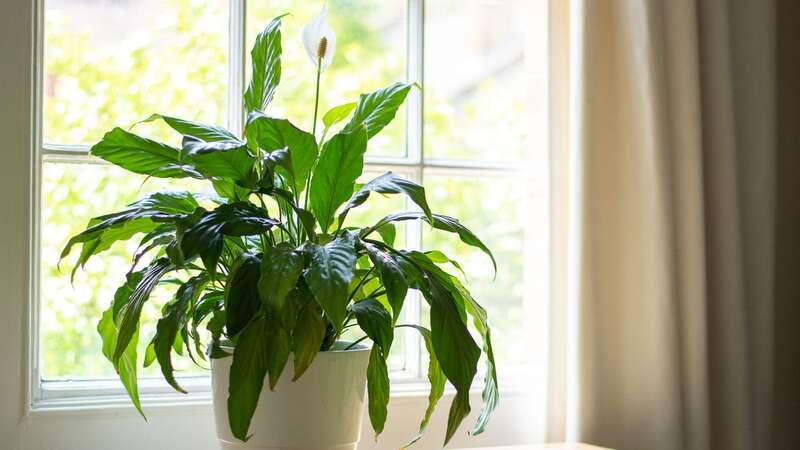 Keep your peace lily in constant bloom with this cheap and easy hack (Stock photo) (Image: Getty Images/iStockphoto)