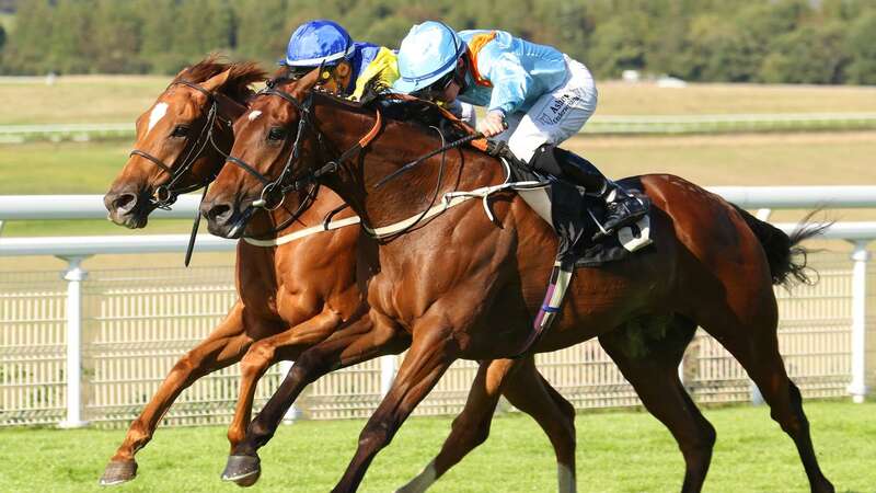 The Gatekeeper is fancied by Newsboy in the Lincoln (Image: RACINGFOTOS.COM)