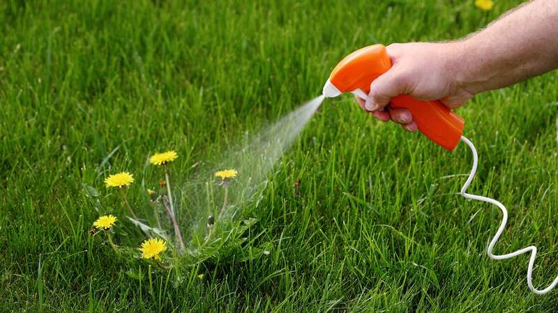 Kill weeds with this easy hack (stock image) (Image: Getty Images/iStockphoto)