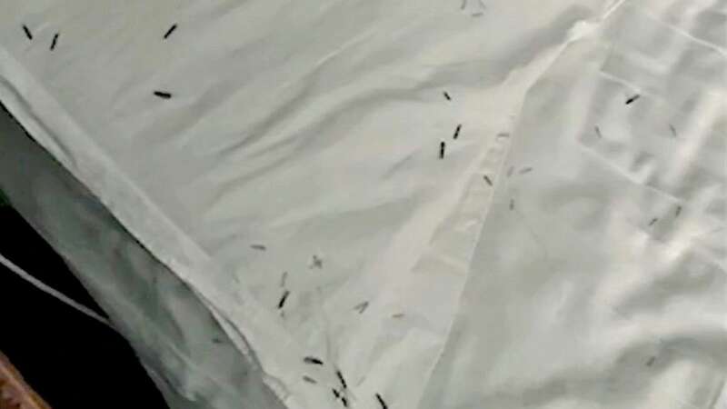 Guest awakens to bed crawling with bugs at midnight in Chinese hotel