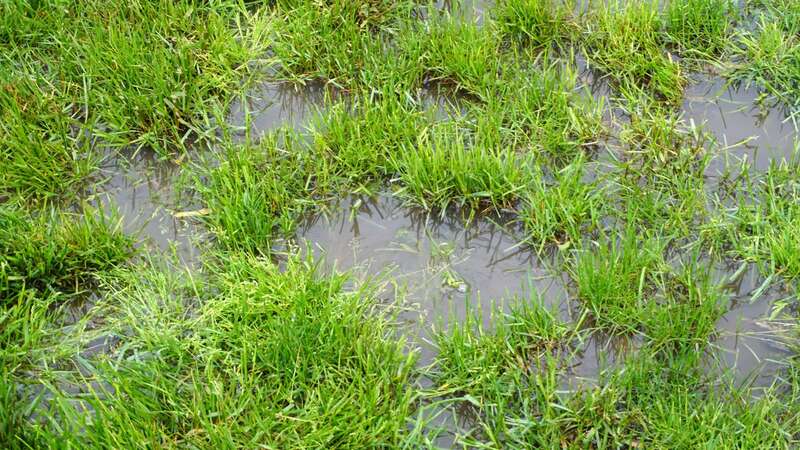 Transform waterlogged lawns into healthy grass with 