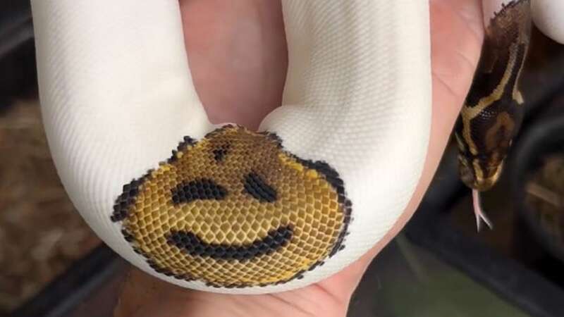 Snake goes viral as owner spots smiley face appearing naturally on its skin