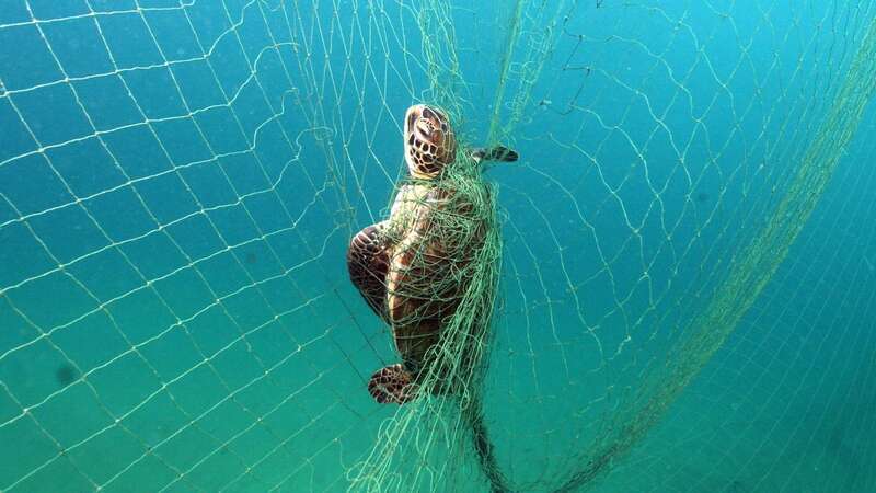 Every year, 40,000 green and loggerhead ­turtles are killed