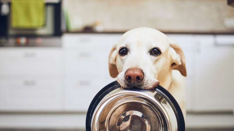 Eating too many lemons could be unhealthy for dogs, the vet warned