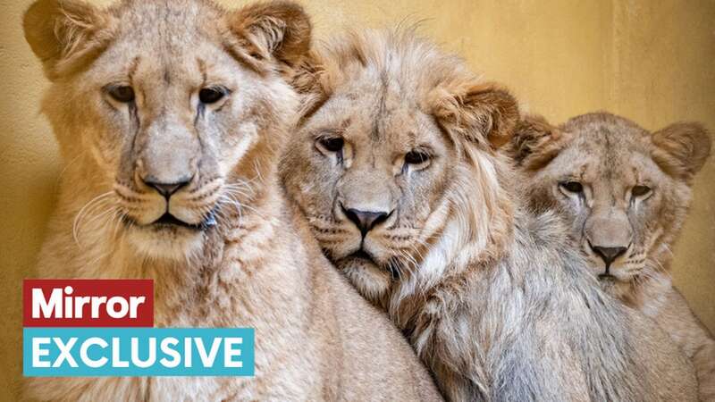 Pictured the three lion cubs L-R Santa, Teddi and Emi in their enclosure in Poland (Image: Andy Commins / Daily Mirror)