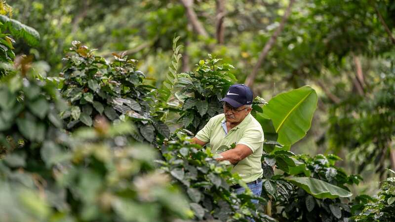 Jaime Garcia Florez, a Sierra Nevada farmer, tends to his coffee crops at his farm in Siberia township (Image: Chris Terry/Fairtrade)