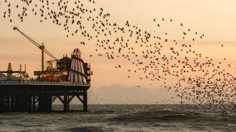 Morning birdsong and roaring lions are among Brits