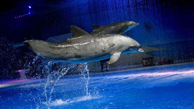 The Swedish zoo promised to end their policy of forcing dolphins to perform, but they haven