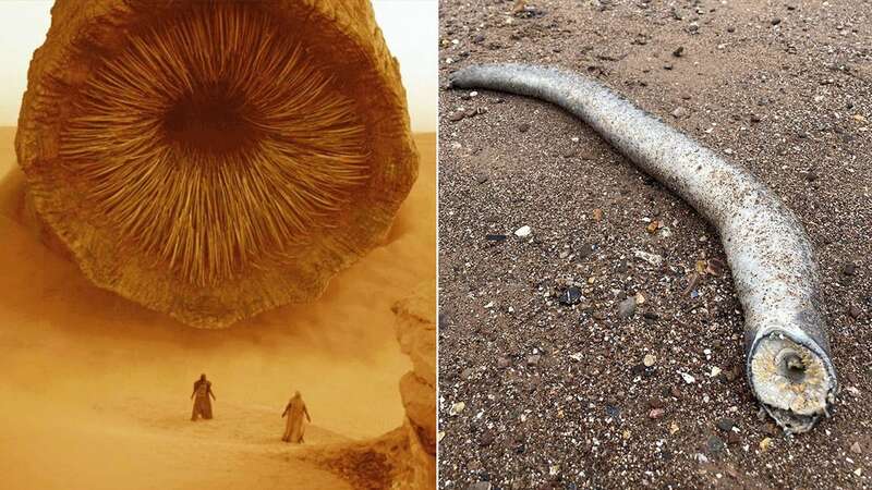 Will Miles posted pics of the bizarre creature online where many compared it to the sand worms from the movie Dune (Image: WARNER BROS)