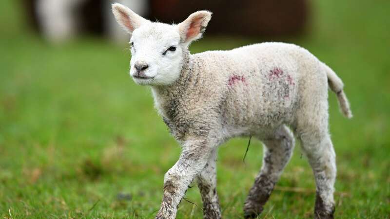 Visits to farms and petting zoos over the Easter break are linked to a spike in gastro-intestinal infections (Image: Getty Images)