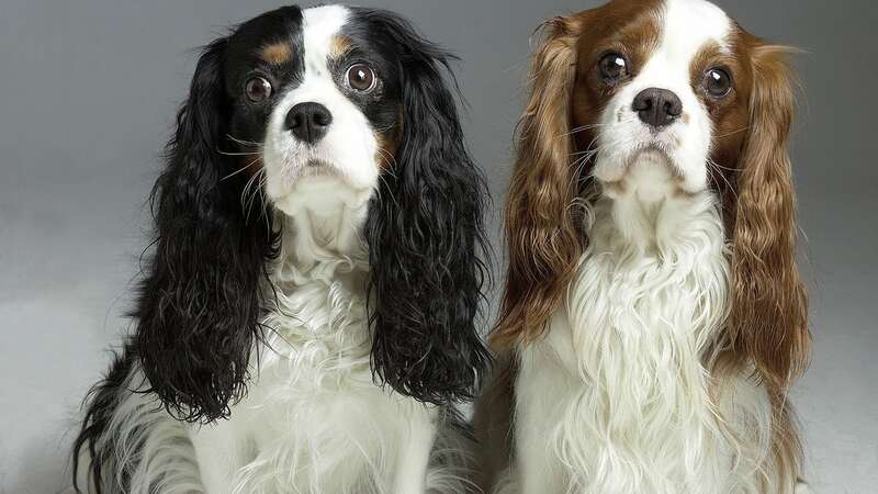 Seven dog breeds experts warn are 