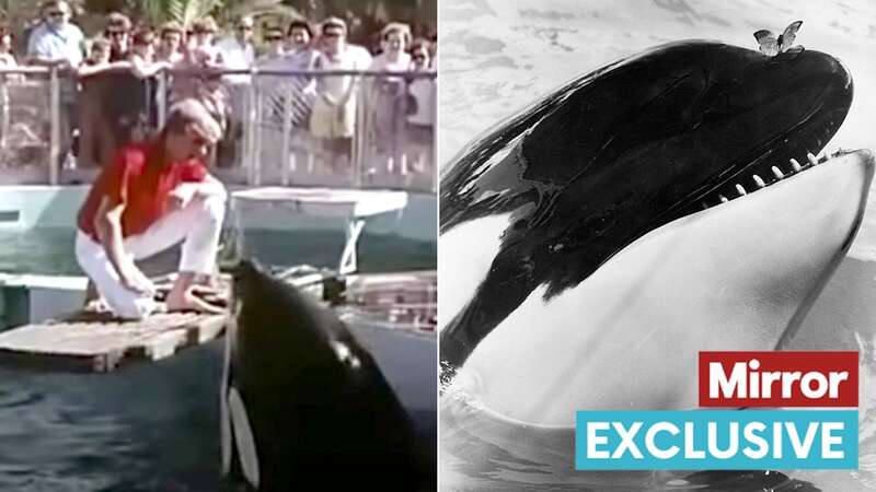 Hugo the Killer Whale banged his head against the tank in protest at being held in captivity (Image: Youtube)