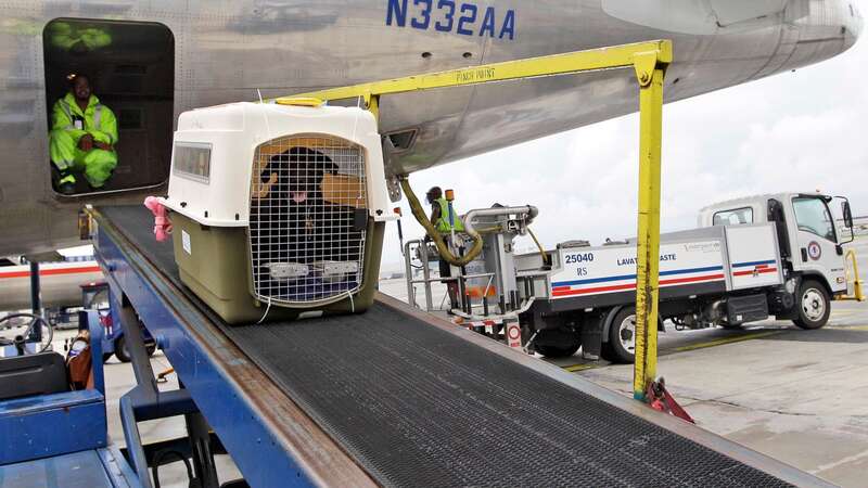 An American Airlines grounds crew unloads a dog from the cargo area (Image: Copyright 2018 The Associated Press. All rights reserved.)