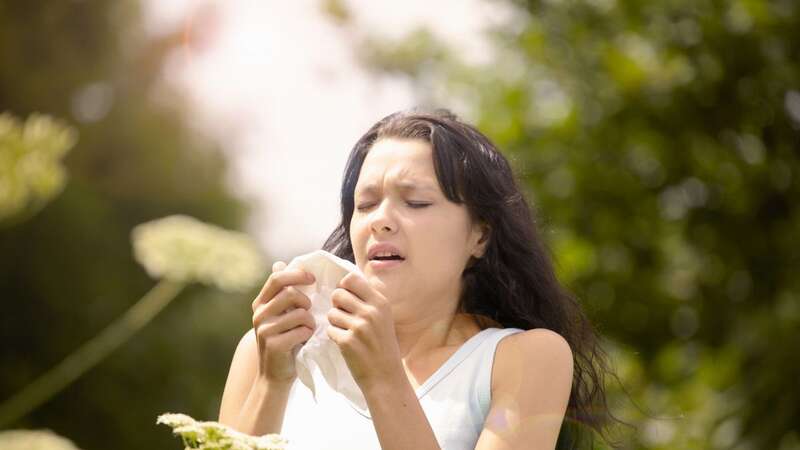 One expert said, around 44 per cent of all British adults are impacted by allergies, and hay fever is one of the most common allergies (Image: Getty Images/Image Source)