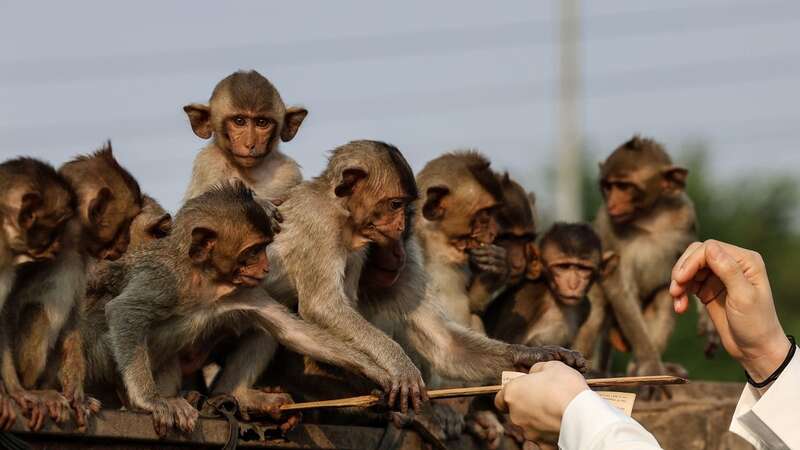 Macaques take a stick from a visitor at Phra Prang Sam Yot temple in Lopburi, Thailand (Image: Anadolu via Getty Images)