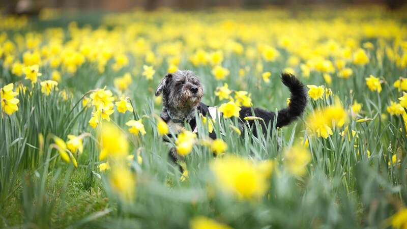 A dog plays in daffodils in a park in Merseyside (Image: Liverpool Echo)