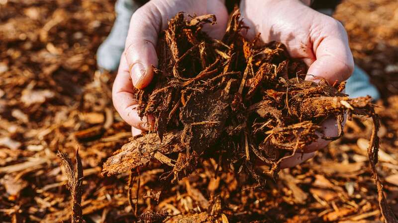 Although rare, gardening mulch has been known to spontaneously combust (Image: Getty Images/iStockphoto)