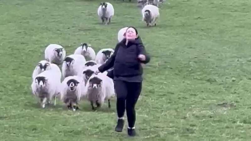 Hilarous moment flock of 27 sheep chase running teenager down massive hill