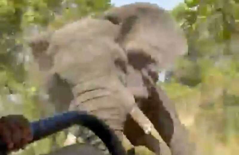 Watch the shocking moment the beast used its tusks to flip the truck