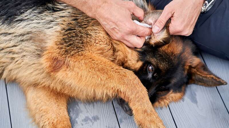 Ministers have been urged to act against unlicensed vets (file image) (Image: Getty Images)