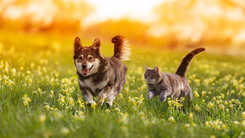 Thankfully, most wildflower species are safe, but a select few harbour substances harmful to both cats and dogs if eaten. (Image: Getty Images/iStockphoto)