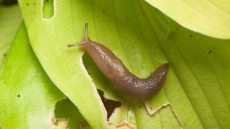 Slugs multiply in warmer conditions (Image: Getty Images/iStockphoto)