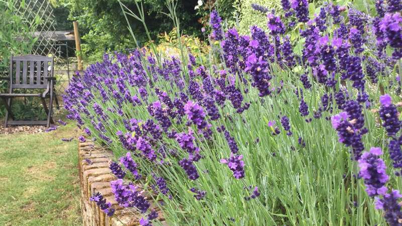 You need to do this job to ensure your lavender blooms (Image: Getty Images/iStockphoto)