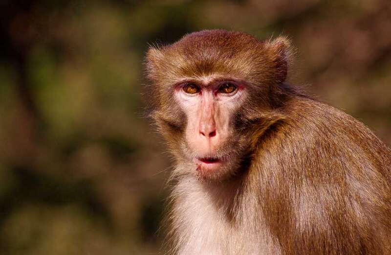 Plus, all the signs and symptoms of monkey virus B you need to know