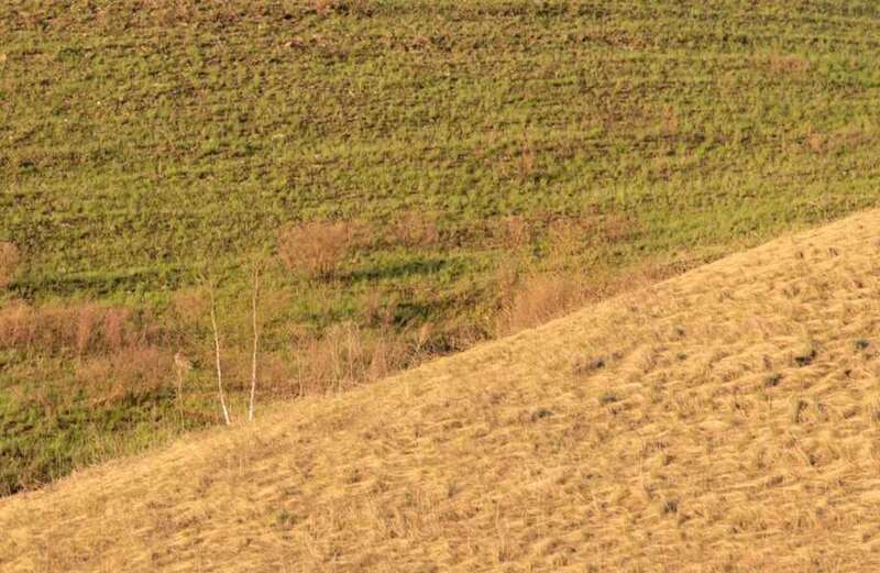 It is tricky to land your eyes on the hare