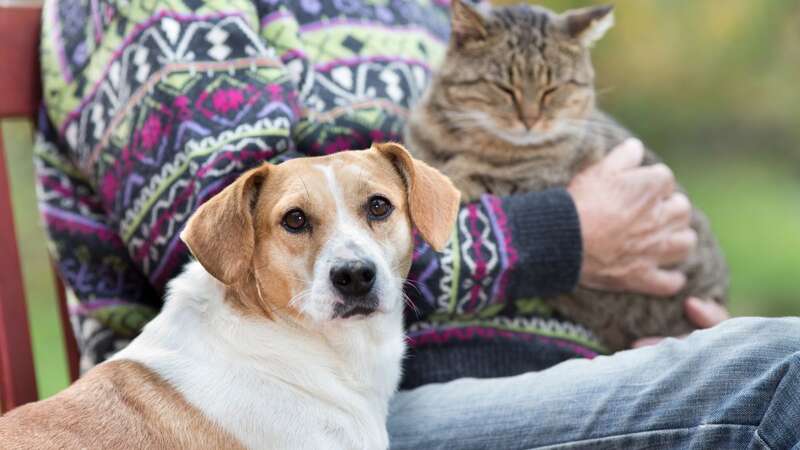 Our pets could be showing us signs they are psychic (stock image) (Image: Getty Images/iStockphoto)