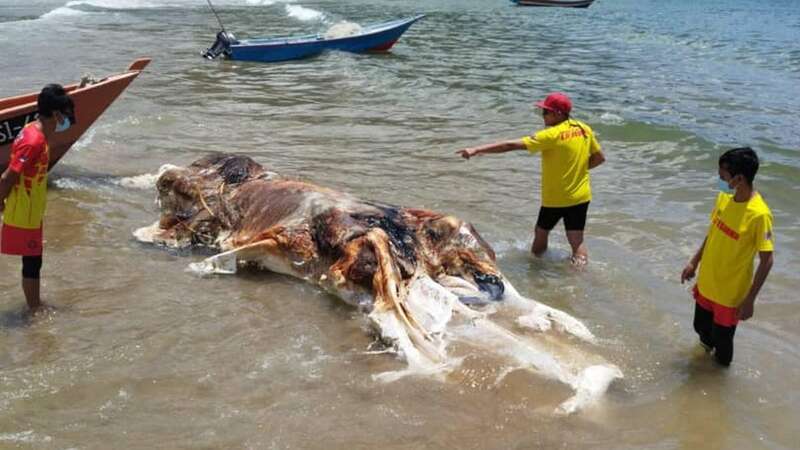 Locals horrified after giant rotting mass of flesh washes up on beach