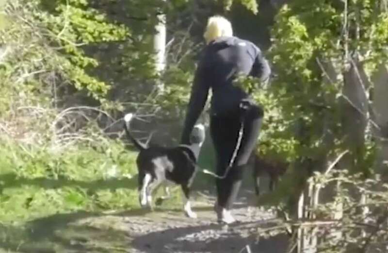 Watch moment crook was exposed as liar when she was filmed walking dogs unaided without her stick