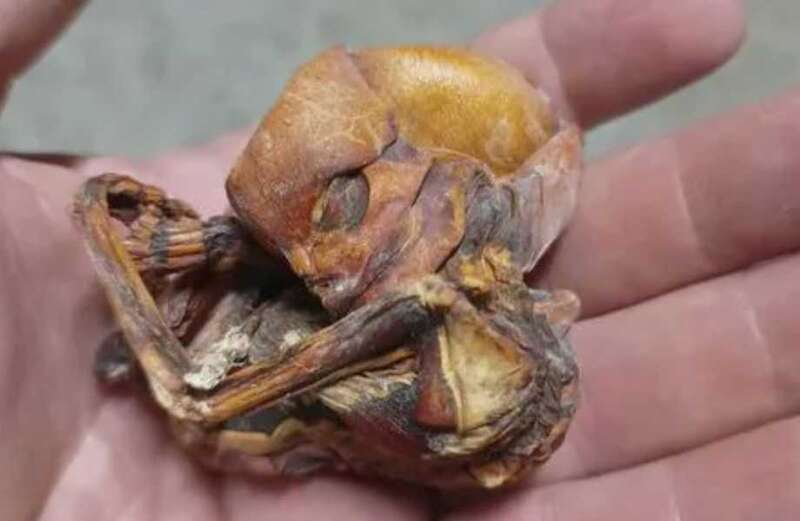 Read on to see what people are saying the mummified foetus could really be